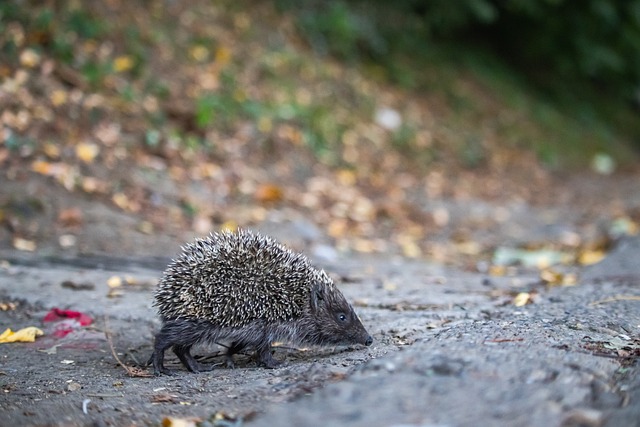 队的凝聚力 队的凝聚力